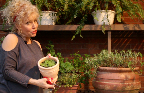 Fresh Potted Herbs