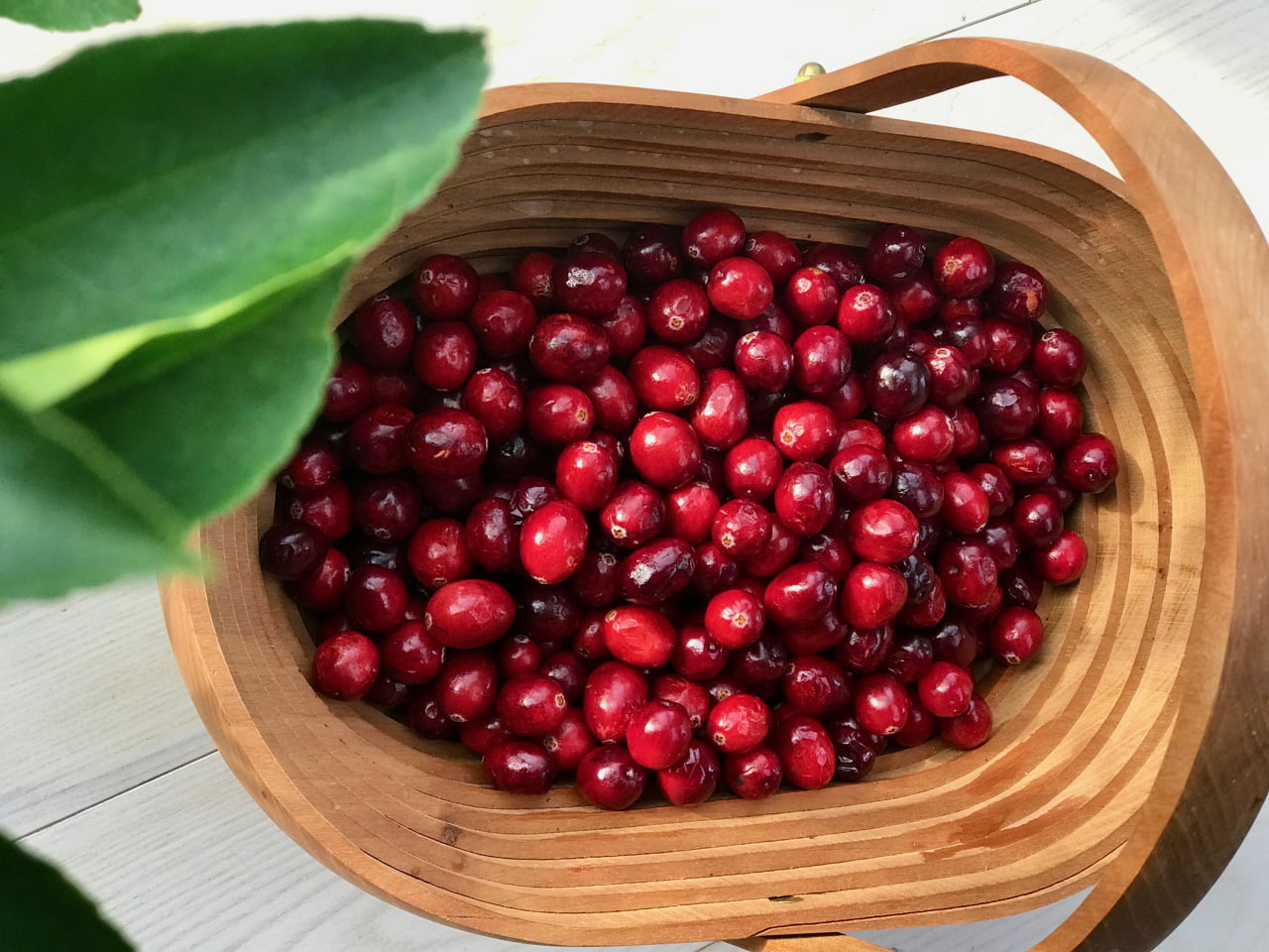 Fresh Cranberries