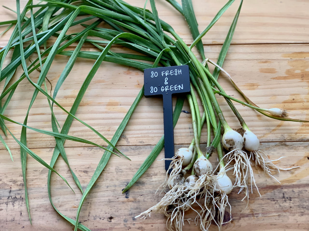Garden Spring onions