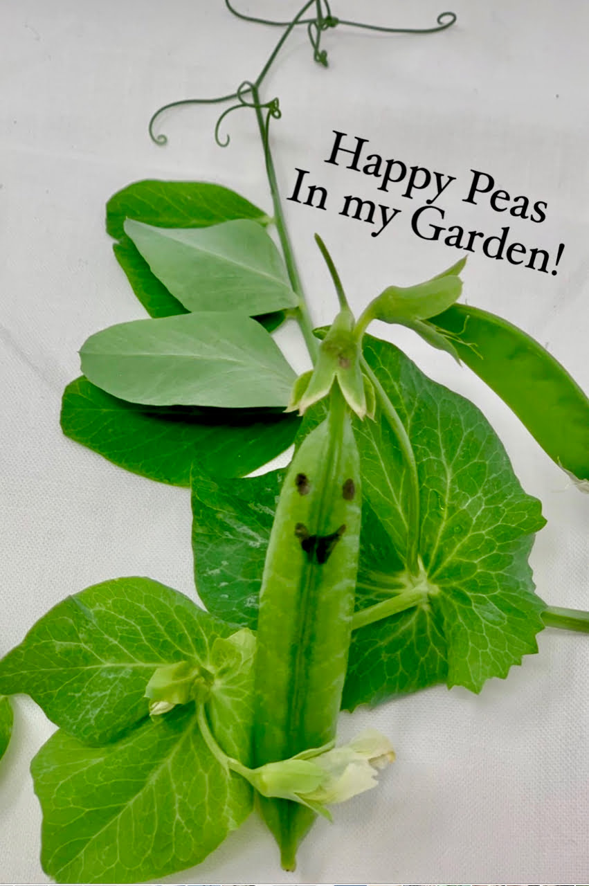 Peas planted with my grandchildren are happy peas!
