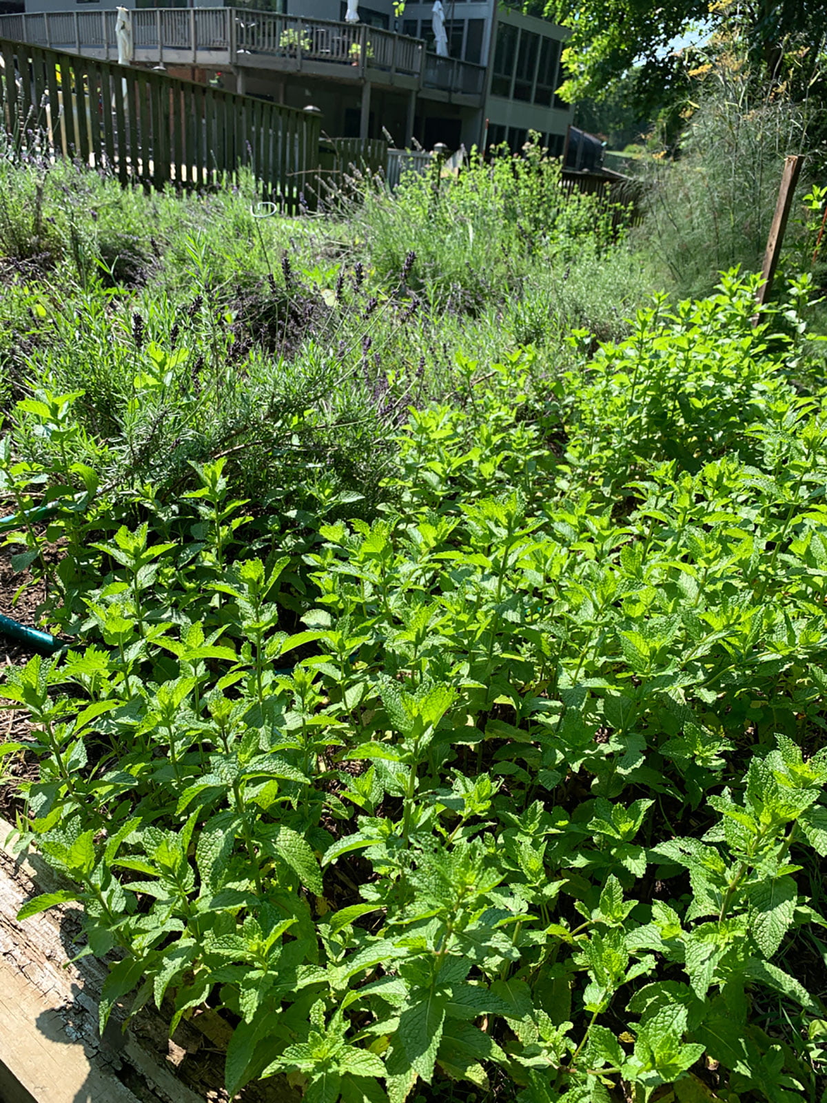 My Mint Garden