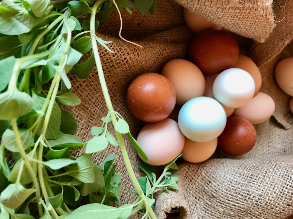 Heirloom chicken eggs