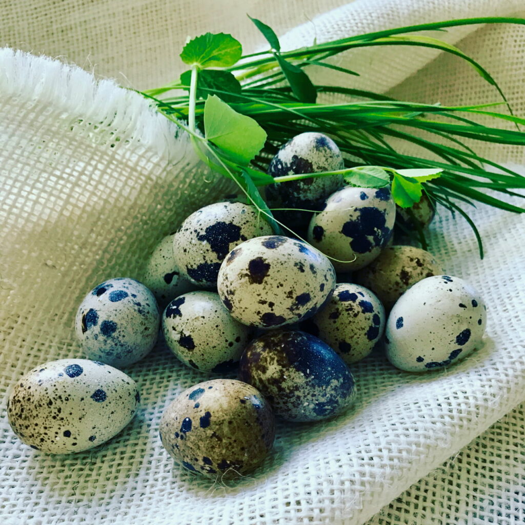 Quail eggs