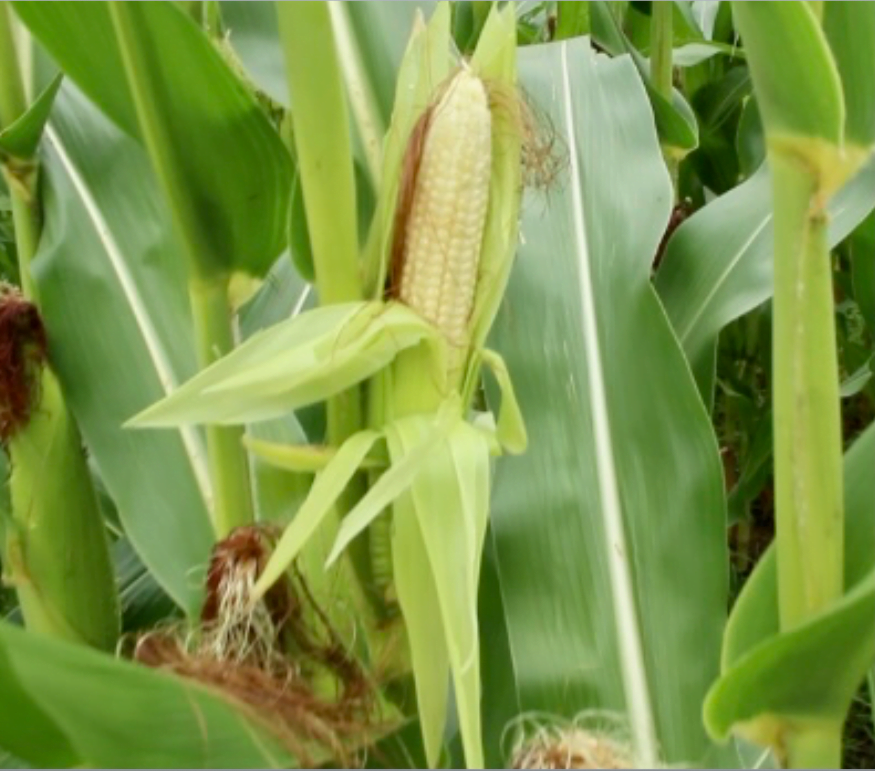 Maryland Sweet Corn Inspires So Many Great Recipes