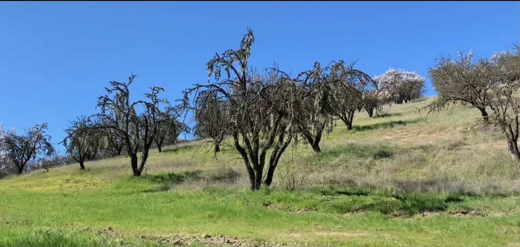 abandoned almond trees in California
