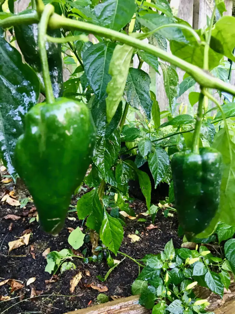 my pepper garden