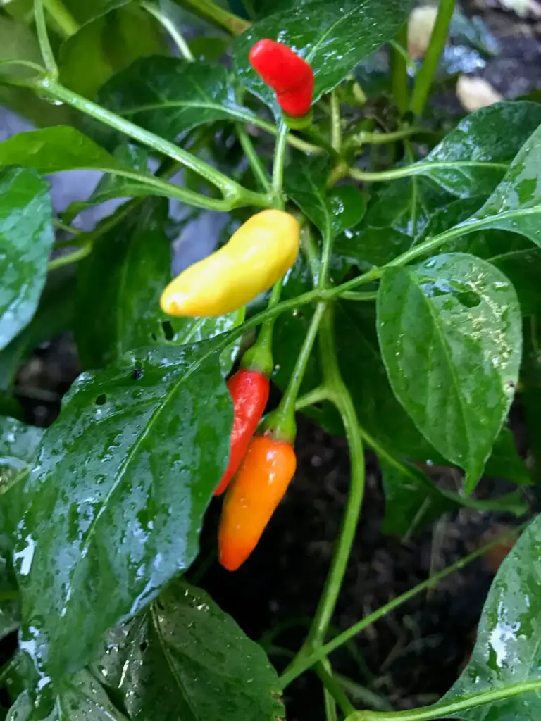 Home Grown Spicy Hot Chili Peppers