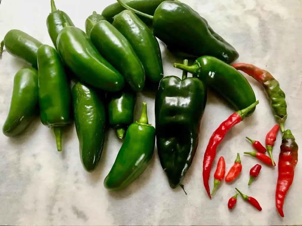 growing a variety of peppers is easy and rewarding
