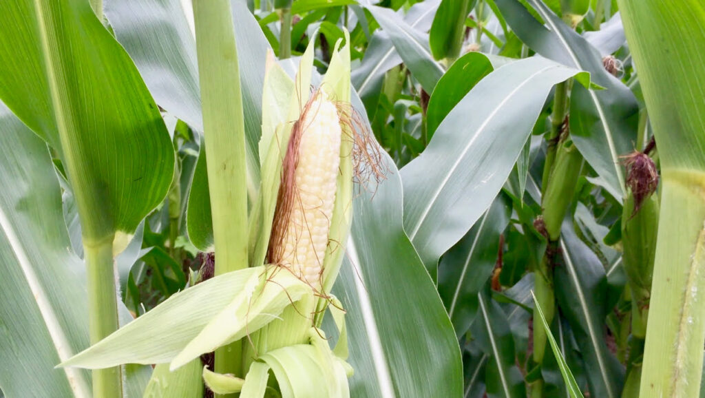 Fresh corn to be harvested