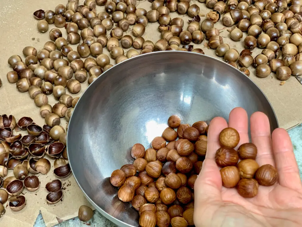 Foraged Shelled Boiled Then Roasted Acorns