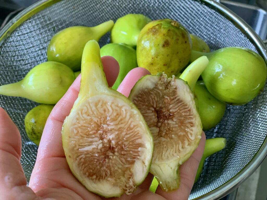 Figs Are Flowers