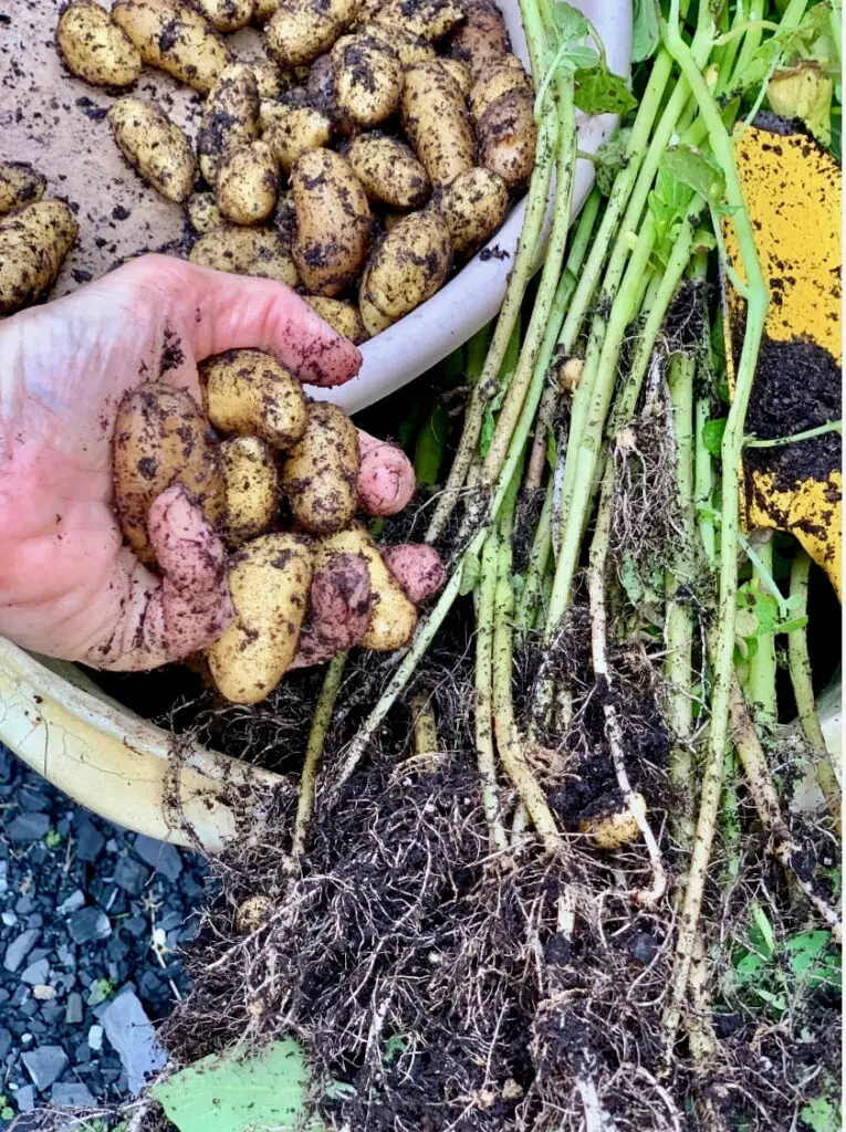 homegrown fingerling potatoes