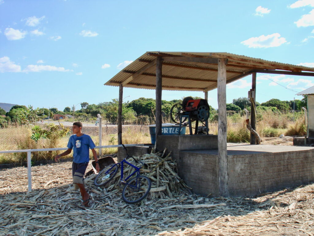 Sugar Cane