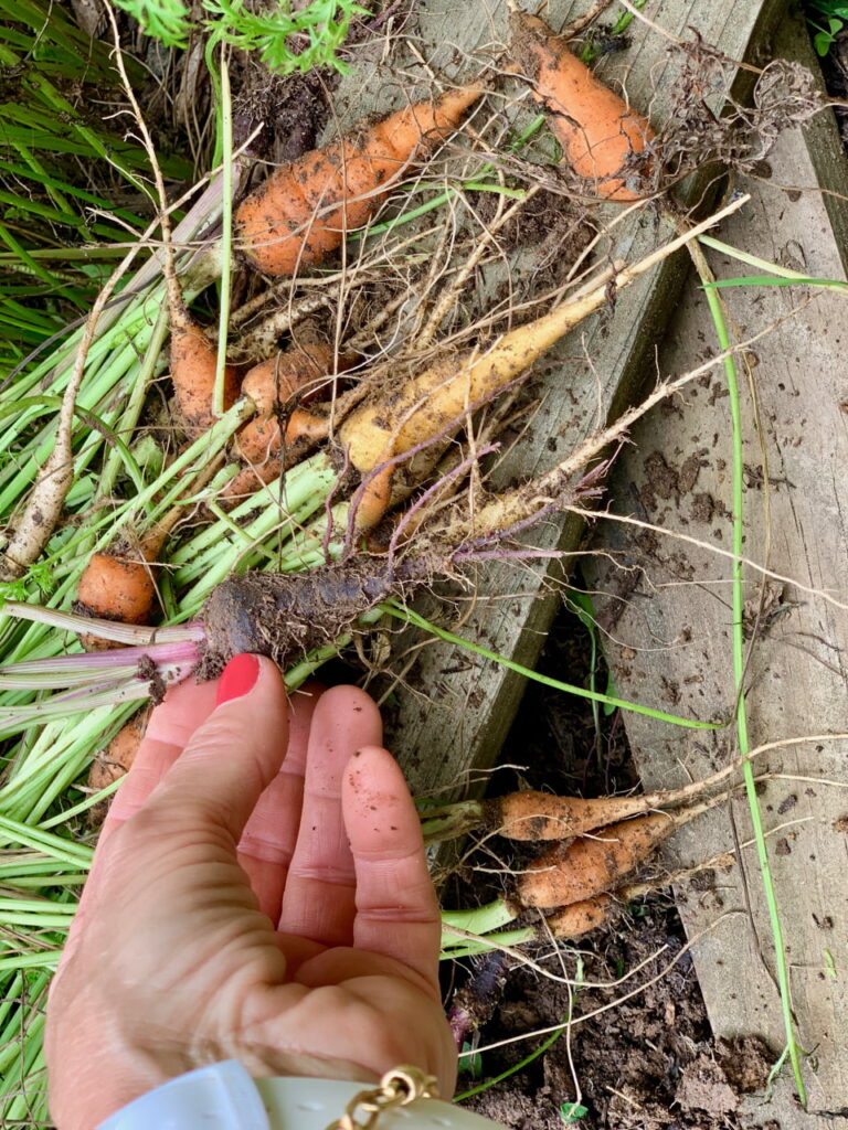 harvesting carrots