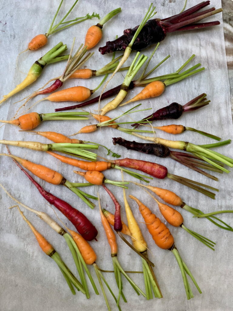 carrots in my garden