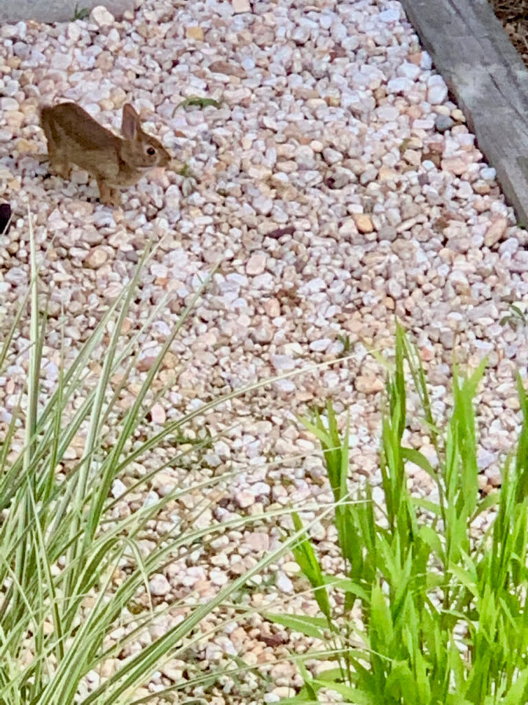 my garden rabbit