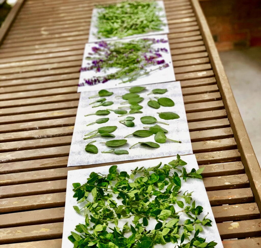drying my herb harvest at summer's end