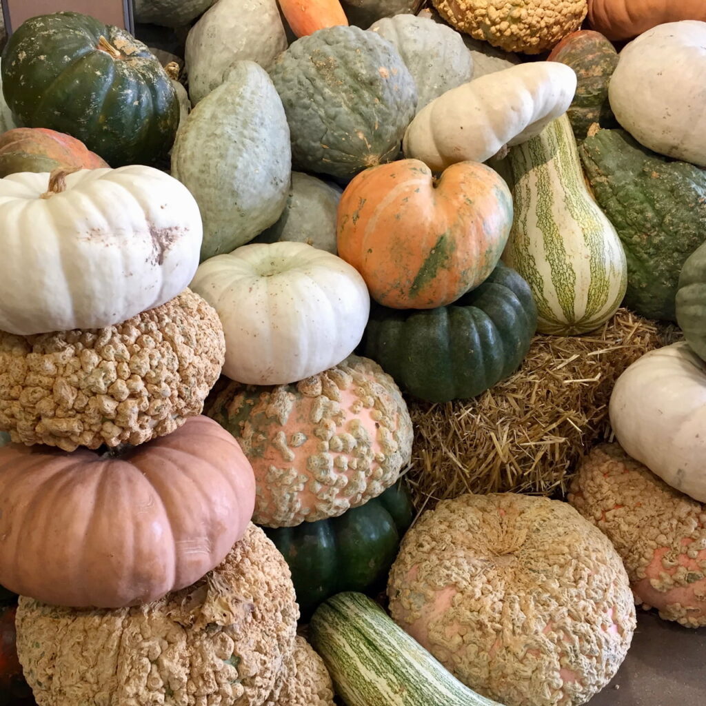 gourds and other squash