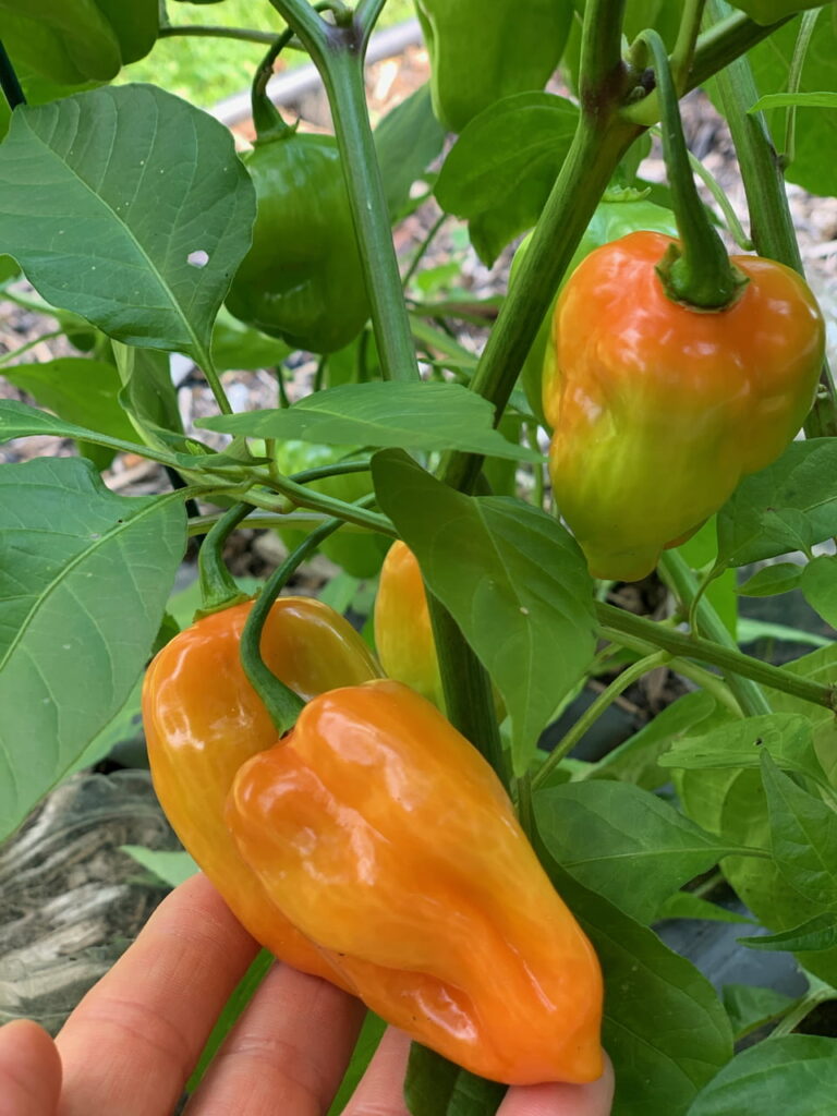 Habaneros in my garden.