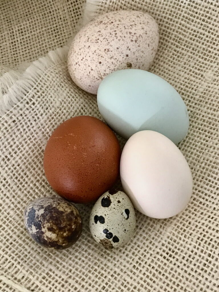 turkey, chicken and quail eggs