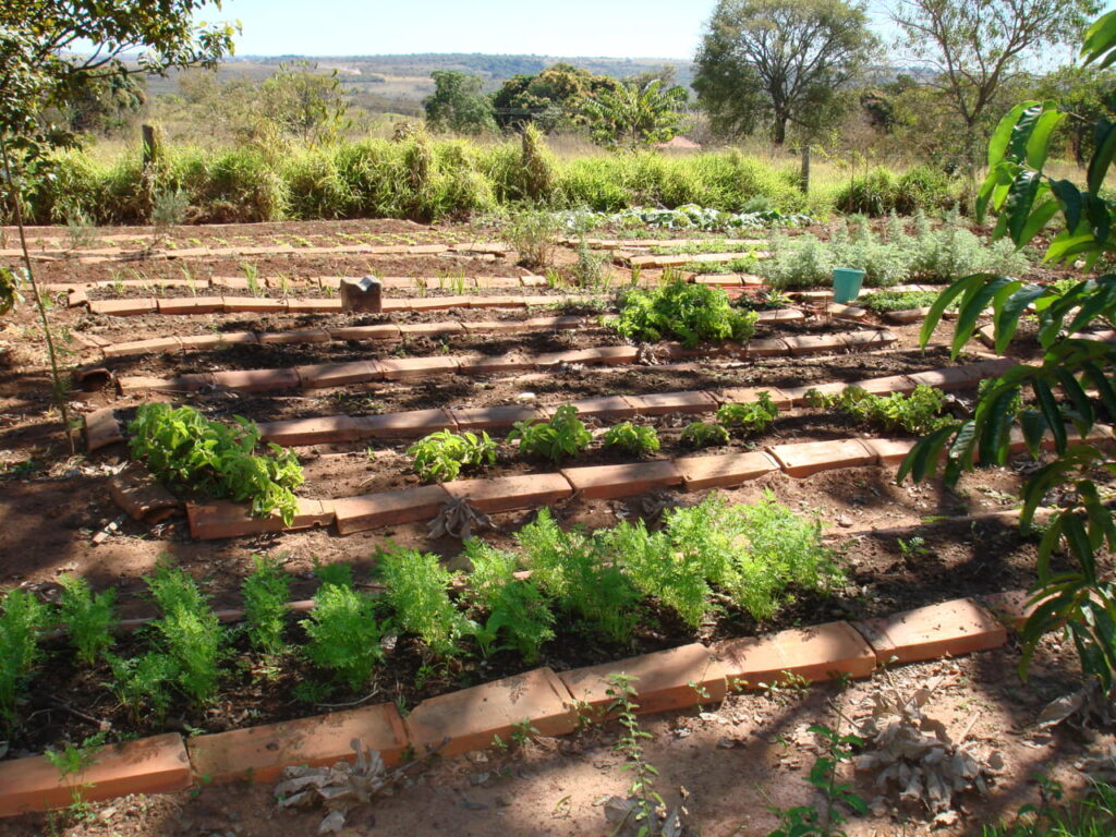 Growing Plants For Medicine In Brazil