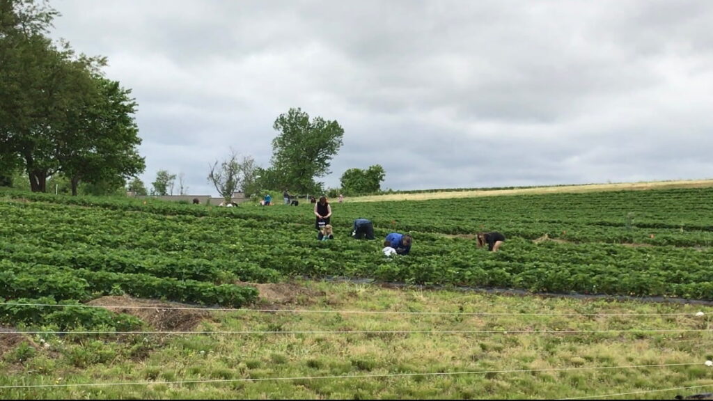 nearby strawberry patch