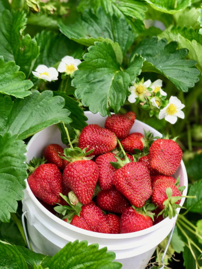 Freshly picked strawberries