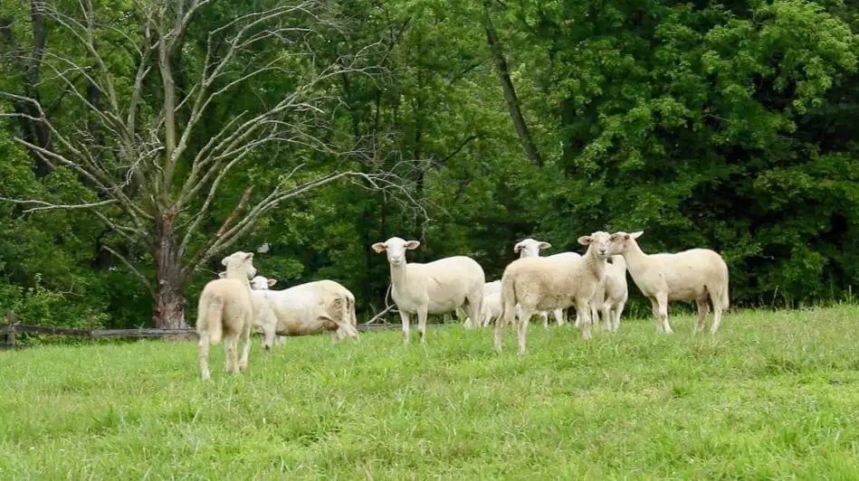 sheep in Maryland