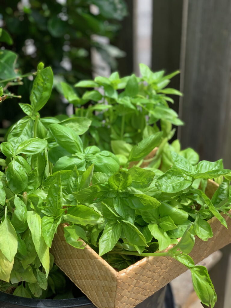 fresh basil