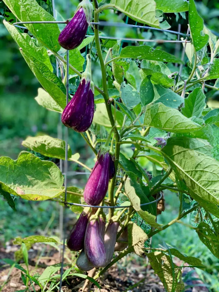 fairytale eggplant