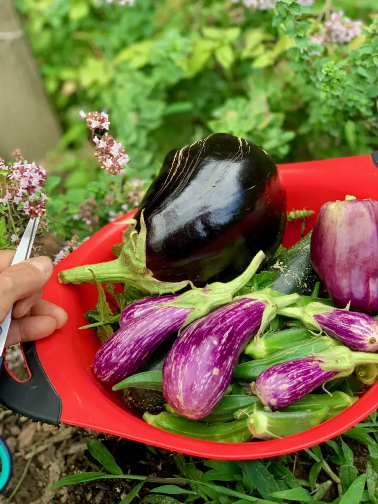 summer garden eggplant