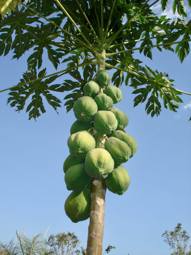Goiaba in Brazil - Guava