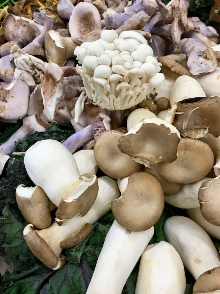passion for mushrooms