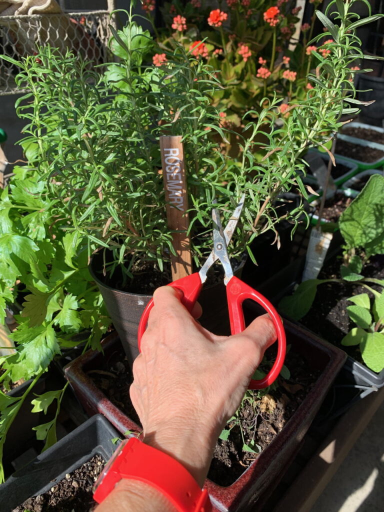 Fresh Herbs Year Round In Pots