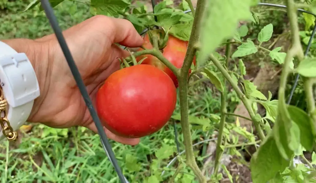My tomato garden