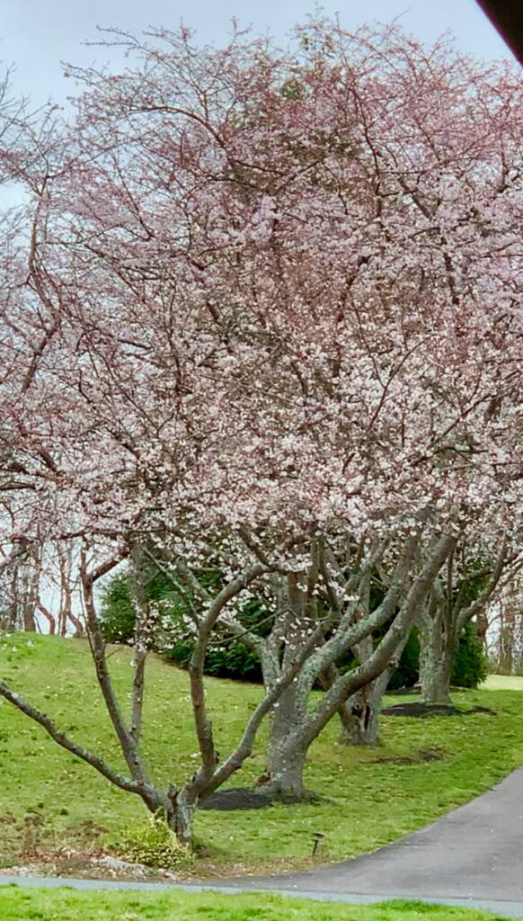 Cherry Blossoms