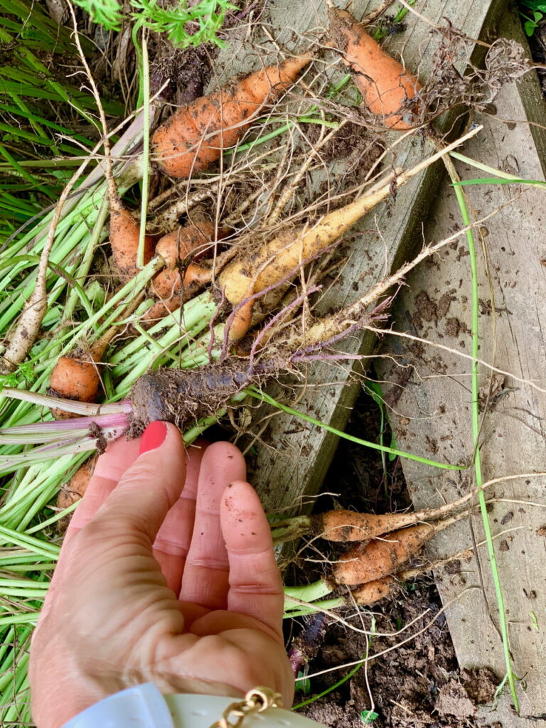 Carrots In My Garden