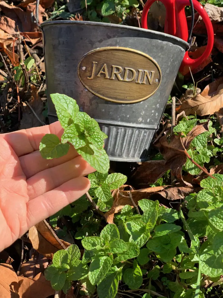 Mint Grows Well In Pots