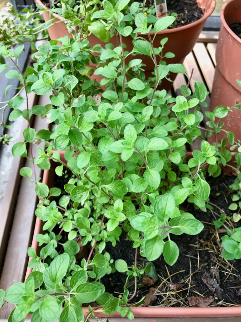 oregano