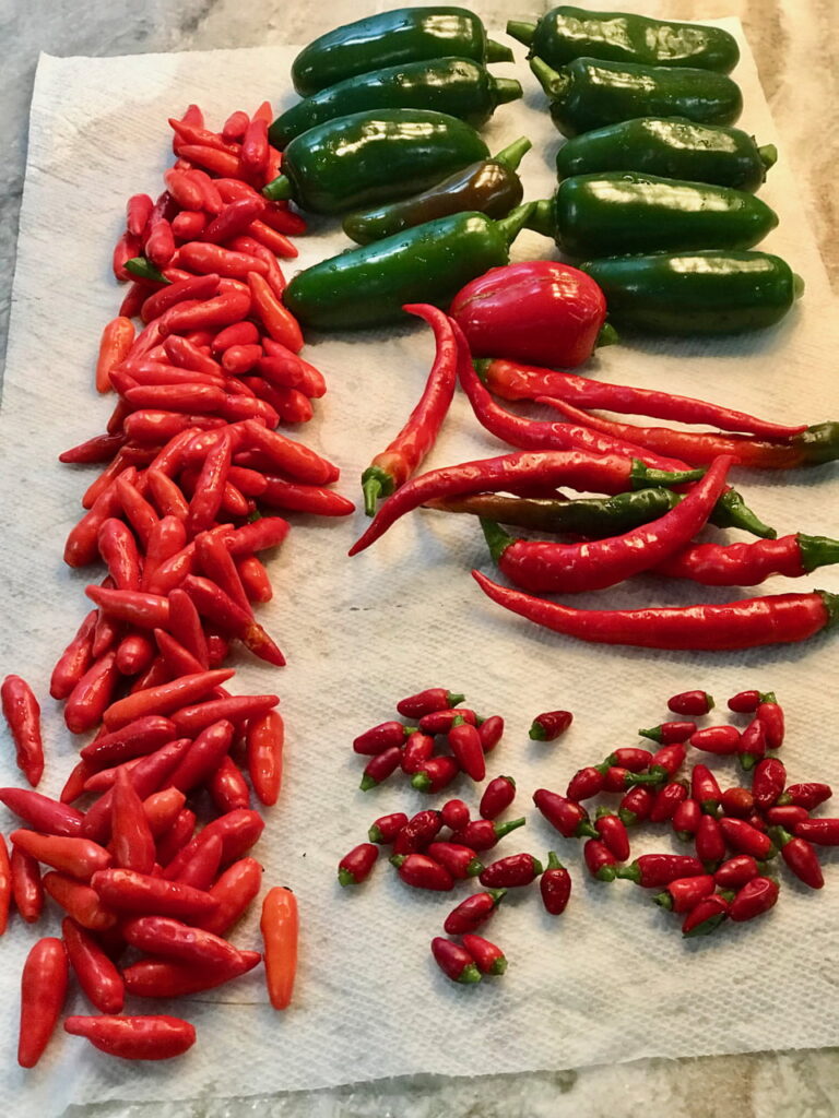 So many types of peppers from a home garden