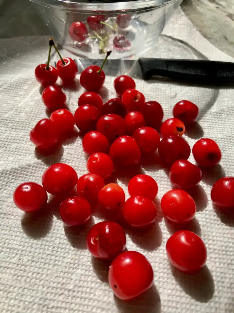 Freshly Picked Cherries