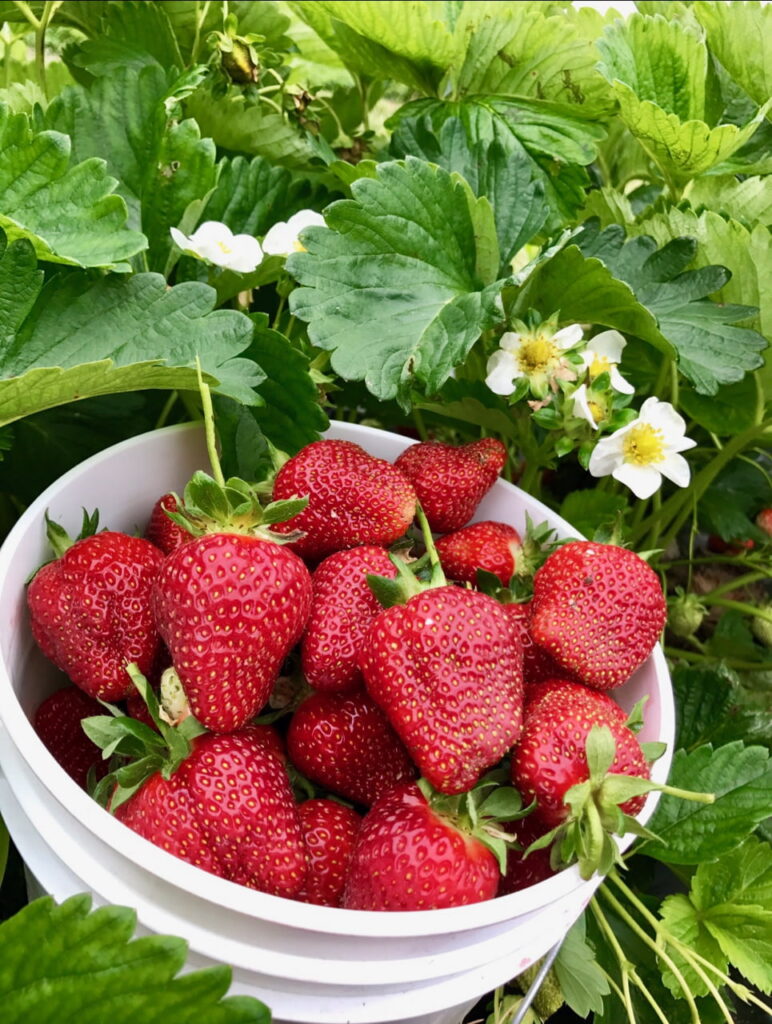 Fresh Picked Strawberries