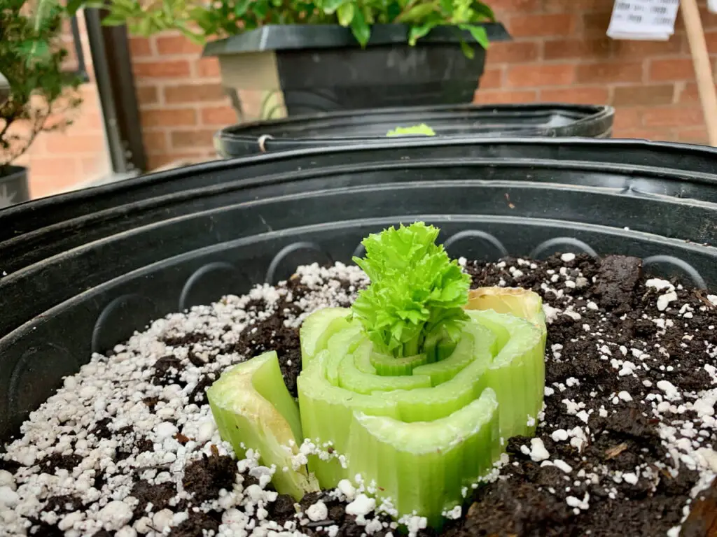 grow your own celery leaves