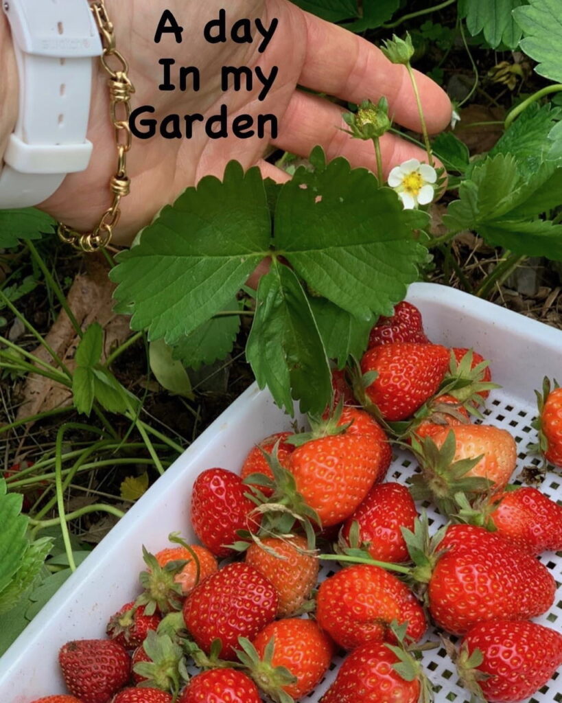 My strawberry patch.