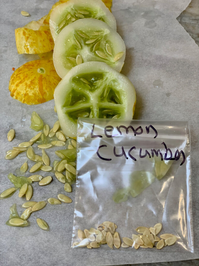 Heirloom Cucumber Seeds