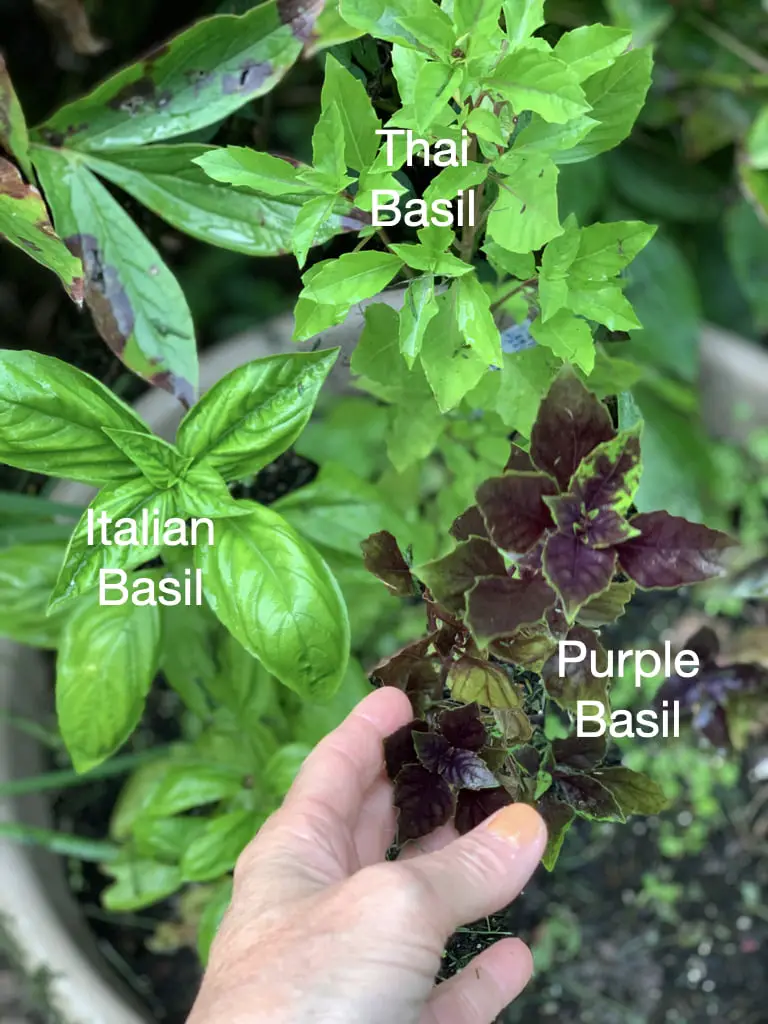 Three Types Of Basil Plants