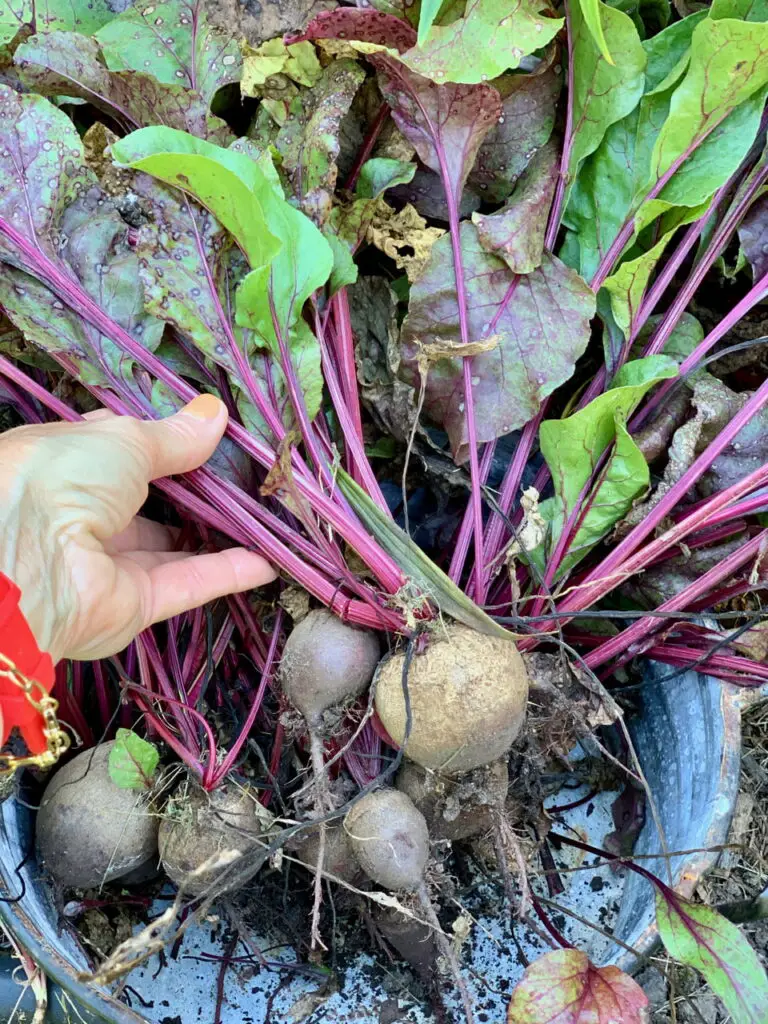 Home Grown Beetroots