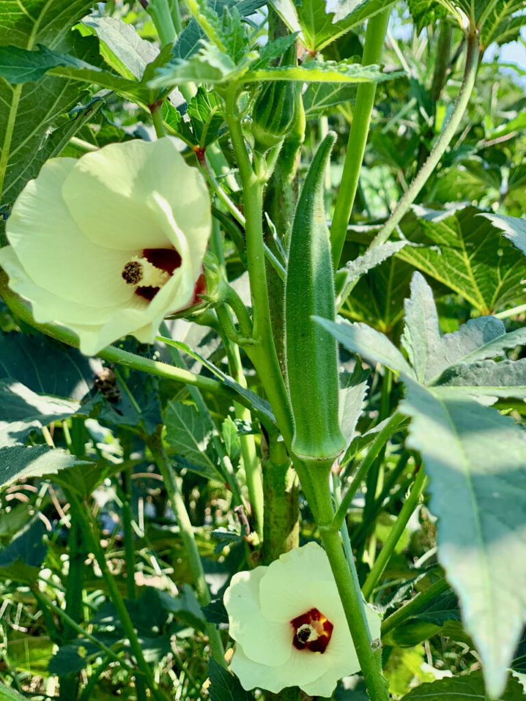 The Beauty Of An Okra Plant
