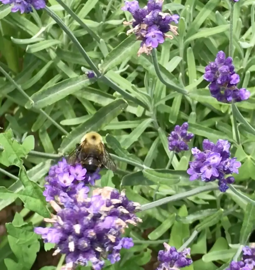 Oh, How The Honey Bees Love A Lavender Garden