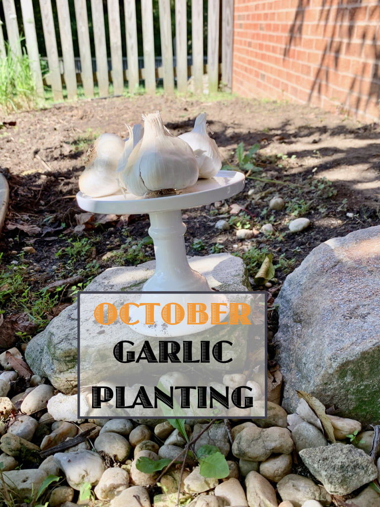 October Garlic Planting